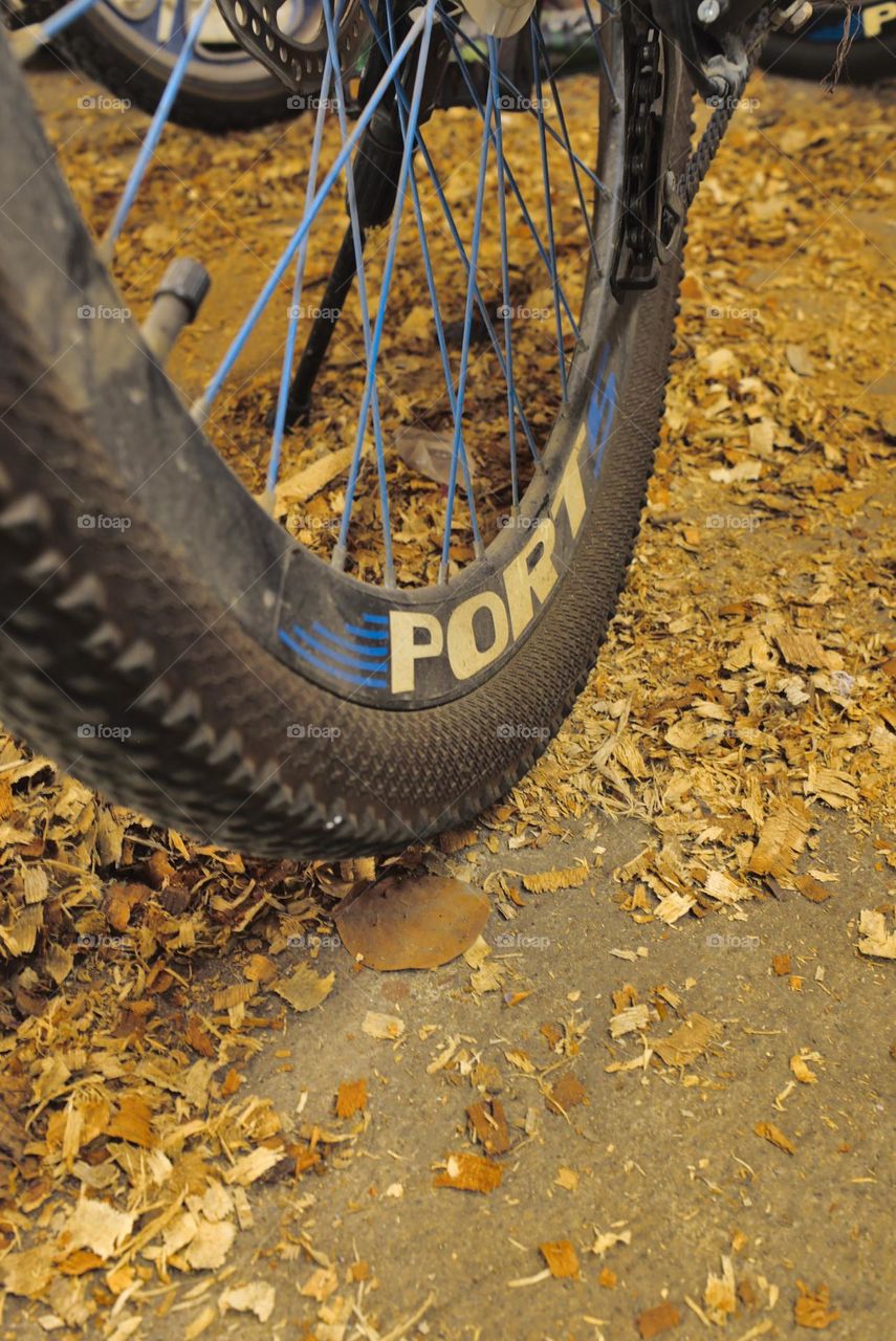 Dry leaves in autumn