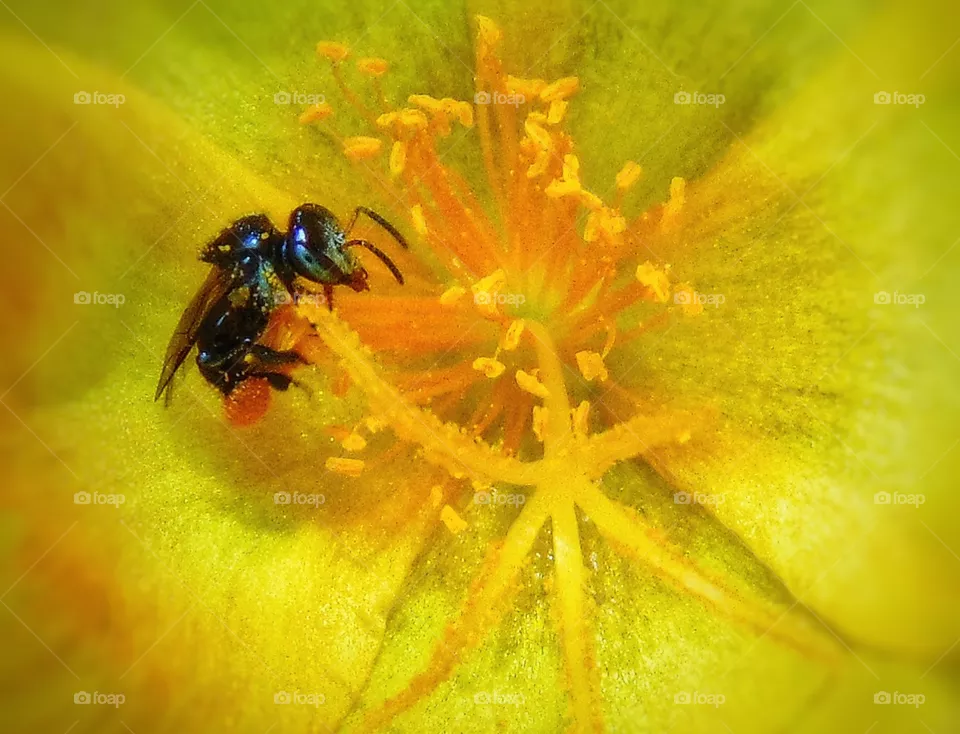 insect