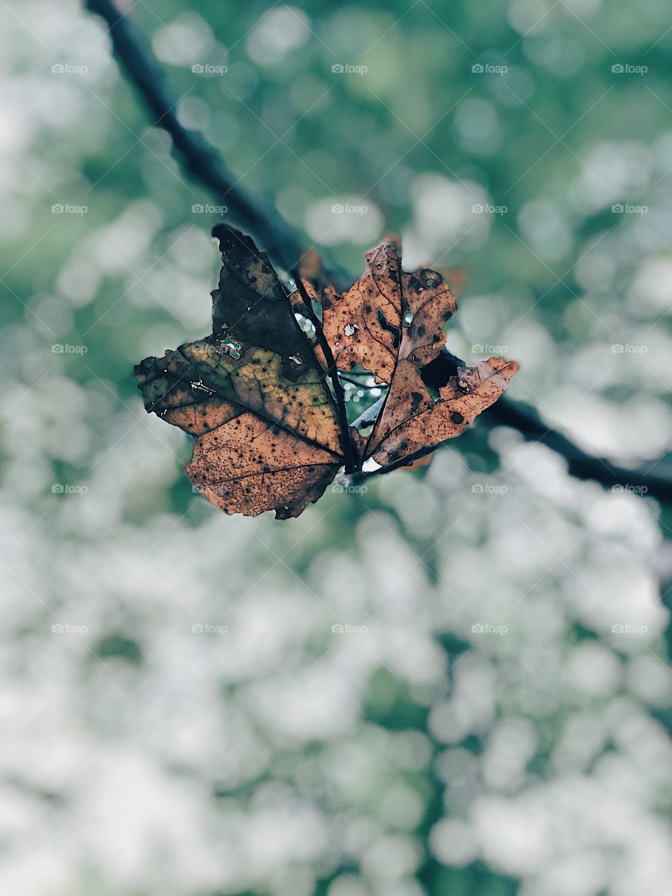 First Signs Of Autumn, Leaves In The Fall, Single Leaf In The Forest, Closeup Of A Leaf, Changing Colors Of Leaves, Leaf With Holes, Walk In The Woods 