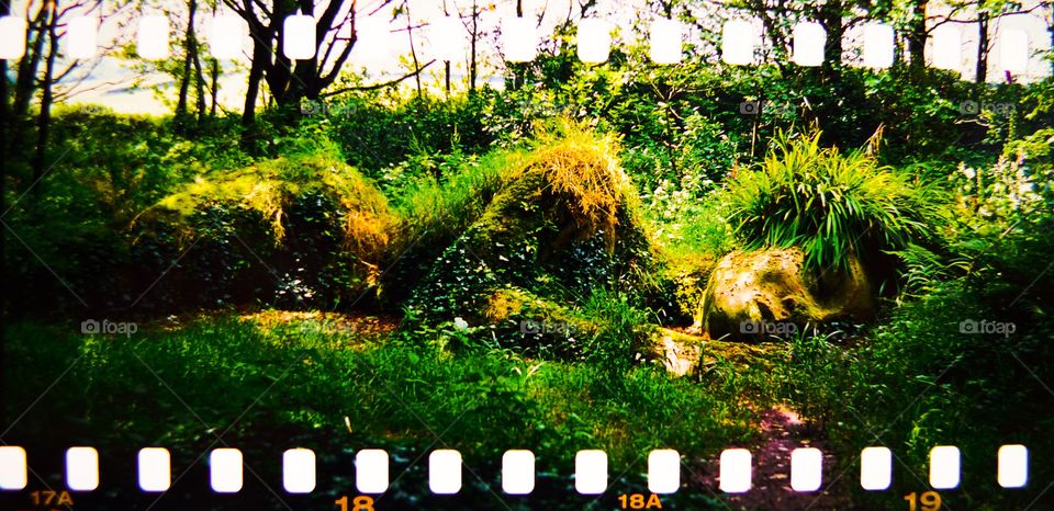 Lost Gardens of Heligan
A scan of one of my slides. 35mm film in a Mamiya 7 camera without mask so exposing entire film over sprocket holes.