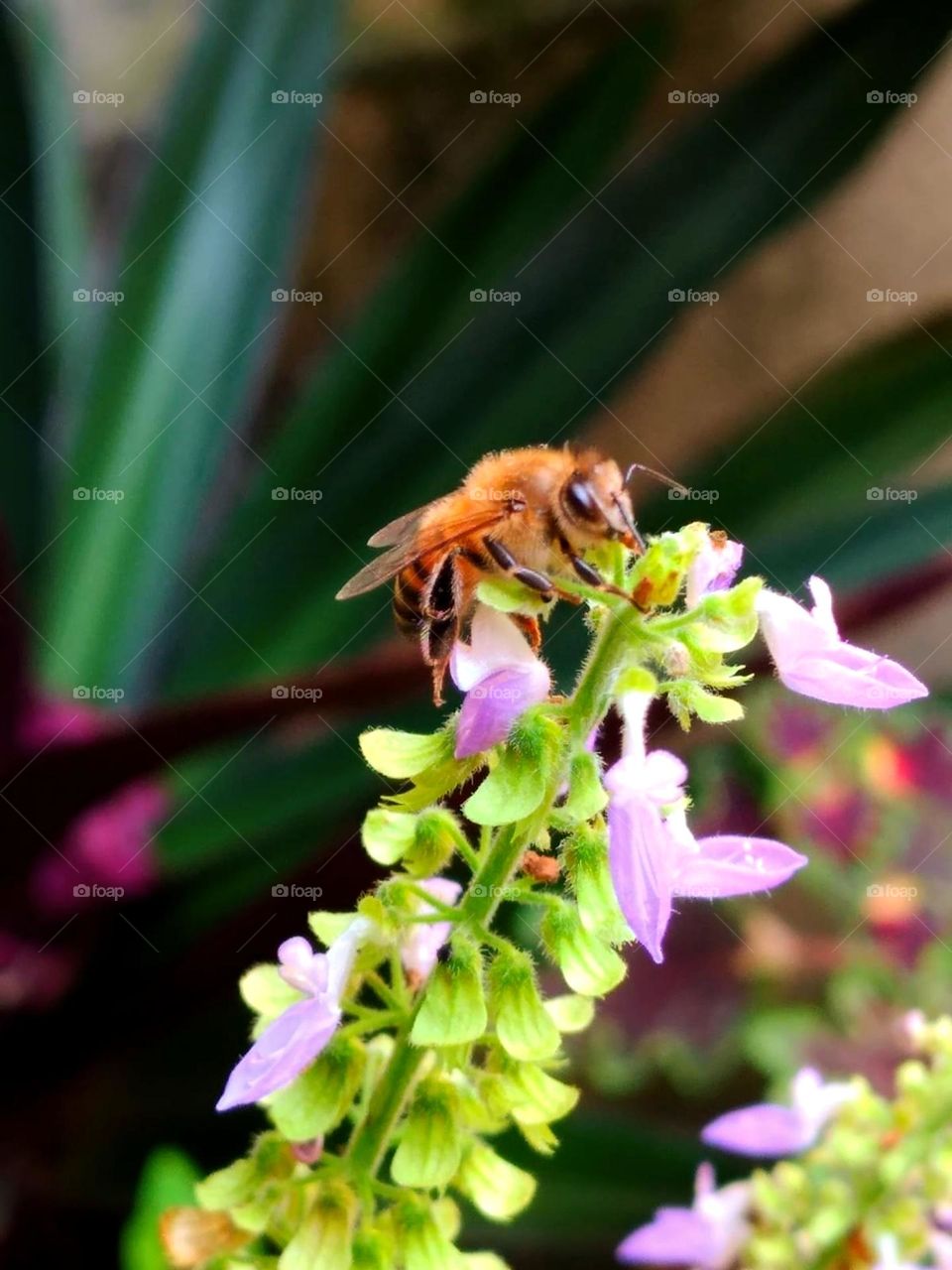 bee "zzzz"