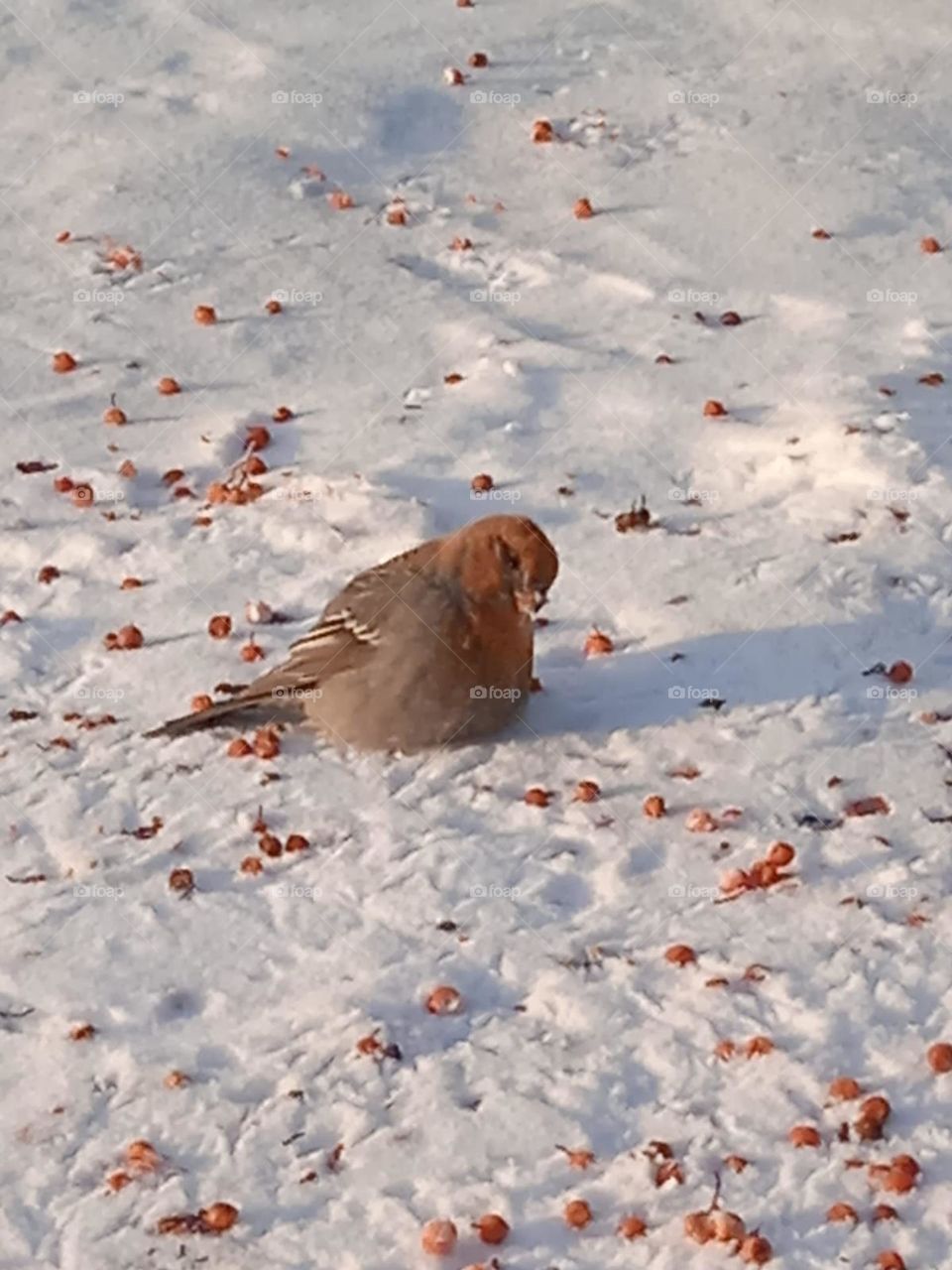 Crossbill