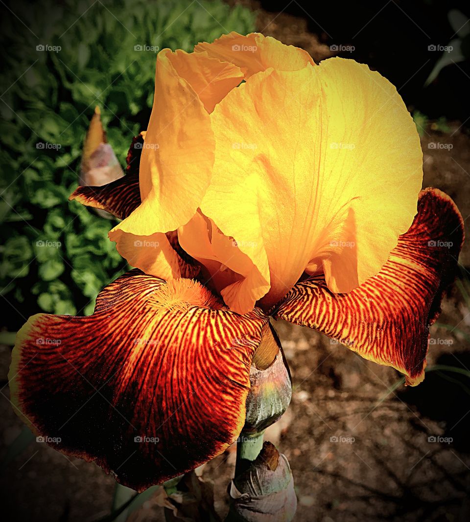 Yellow and red iris