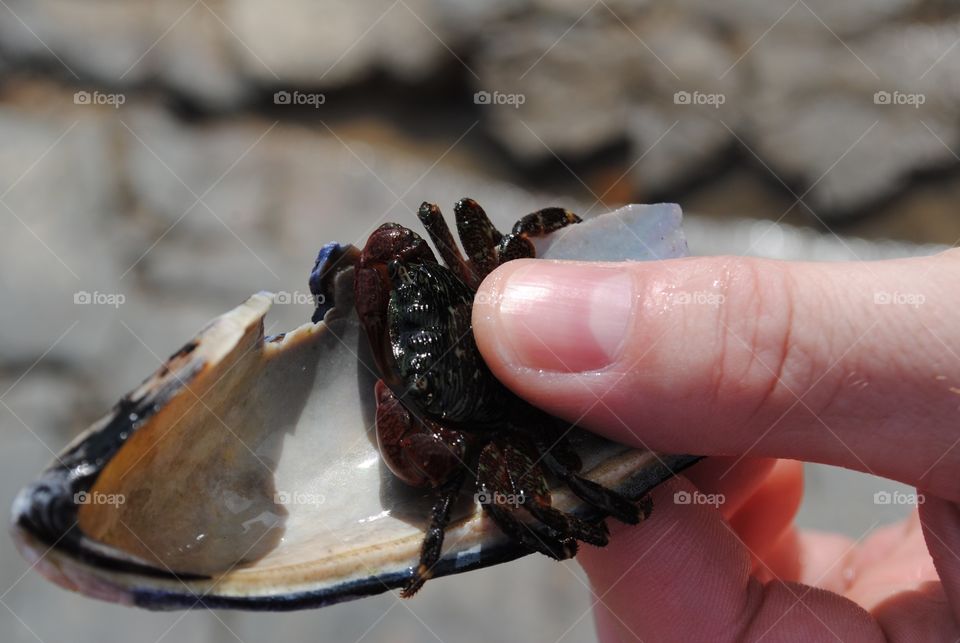 Crab on the Half Shell