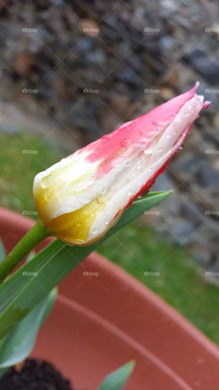 tulip