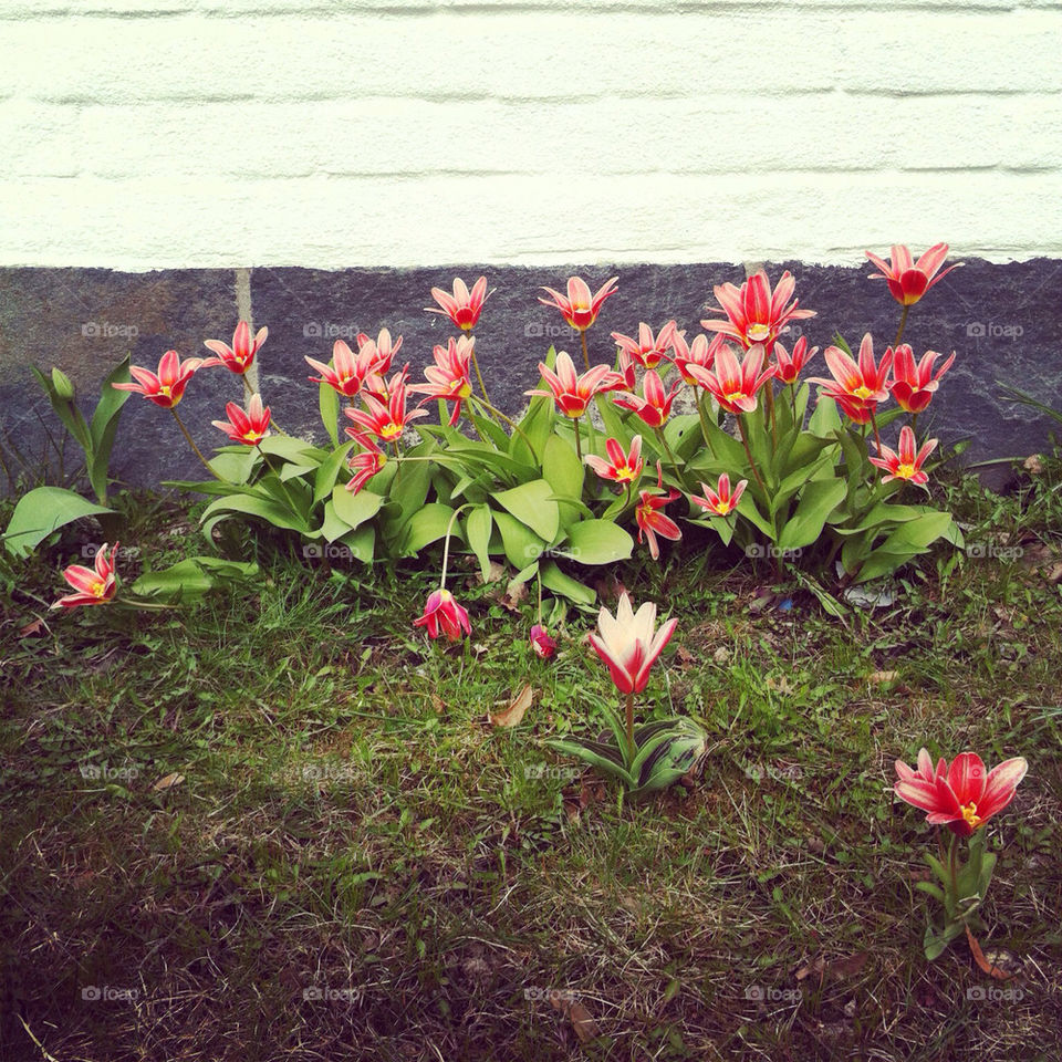 sweden spring flowers garden by mphotographer