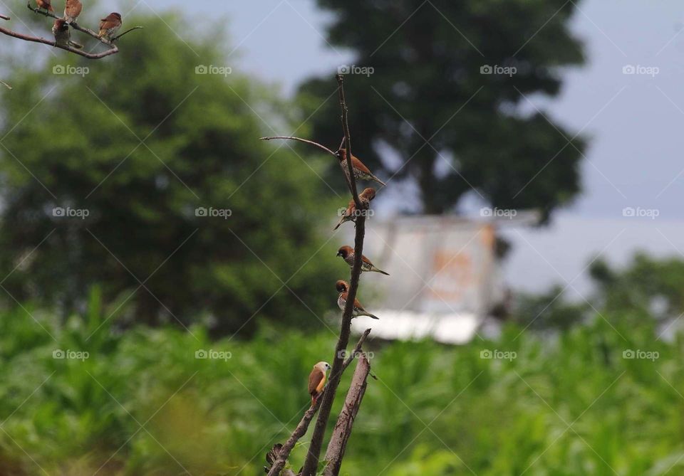 Move on. Flyng so fast, perch on and get a new of small group. There're munia after hours watched to documentary. Shown pale headed munia, & scally breasted at the dryng branch plant not far with other group of munia too.