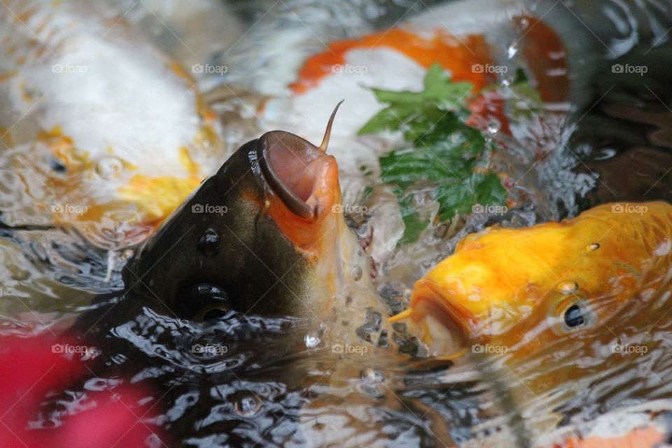 Koi fish coming up for food