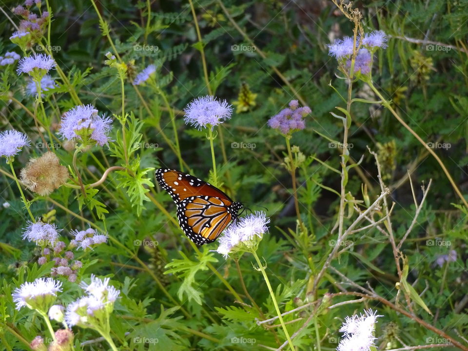 Garden Butterfly