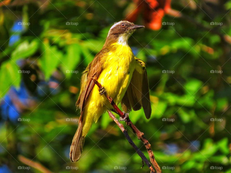 Social flycatcher
