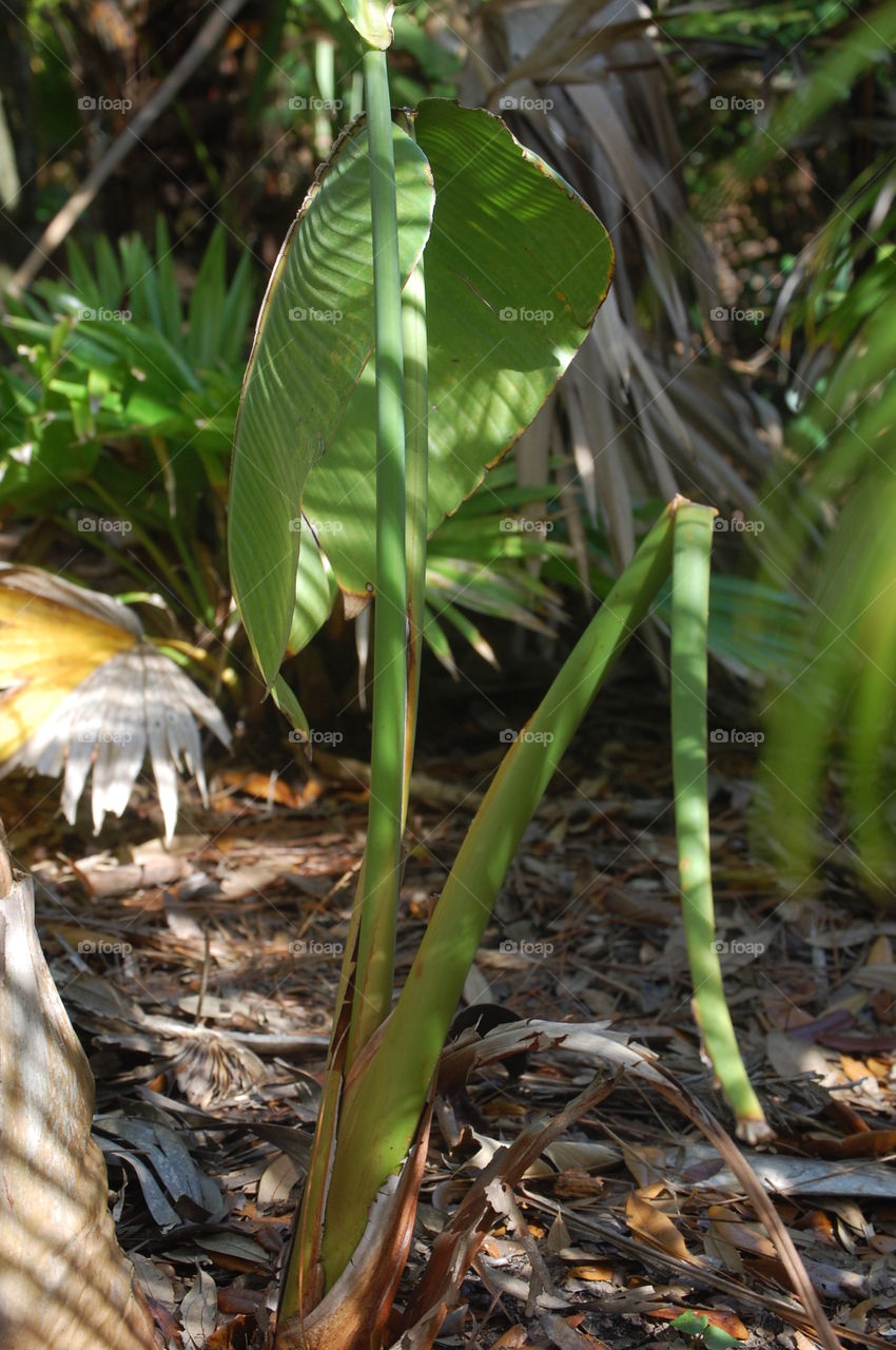 elephant ear