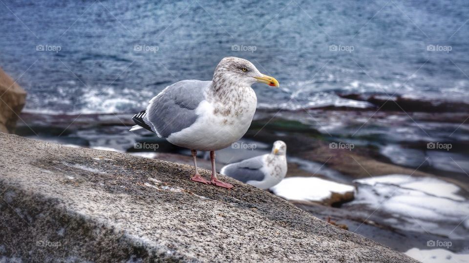 Seagull