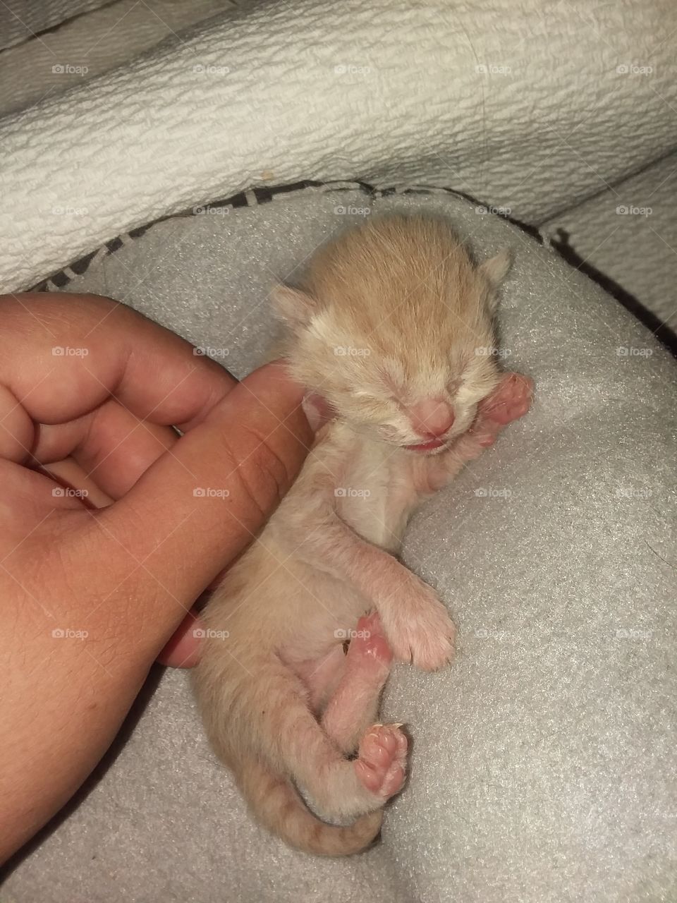 Baby Kittens Just Born