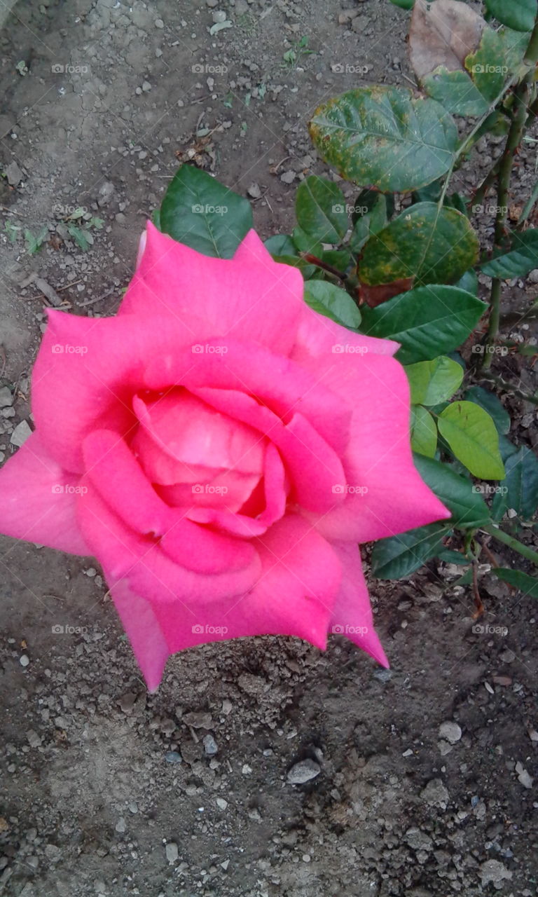 pink rose