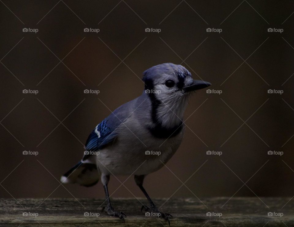 Curious Blue Jay; Northeast Pennsylvania, United States