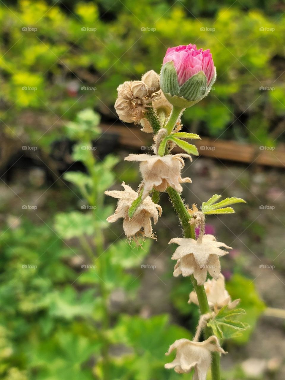 Flowers ready to bloom