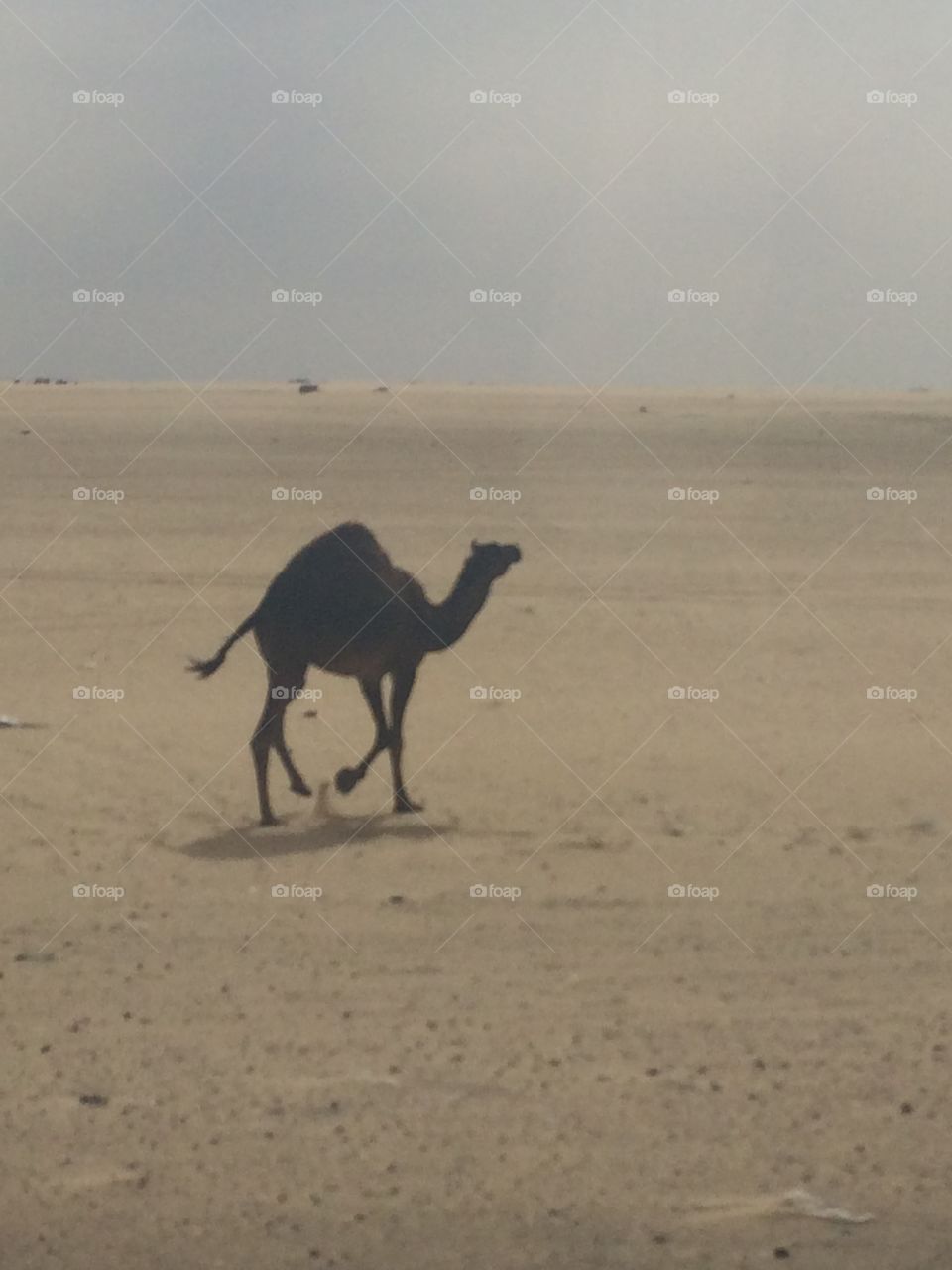 Camel in desert  
