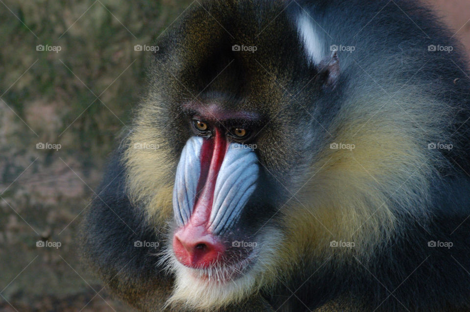 zoo monkey ape by stevephot