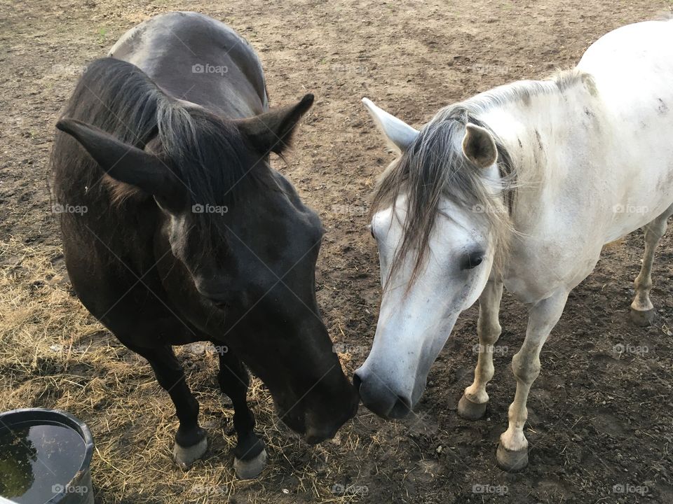 Two Friends Horses the Netherlands 