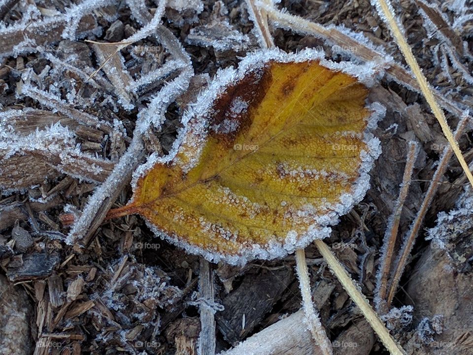 frosty alder leaf