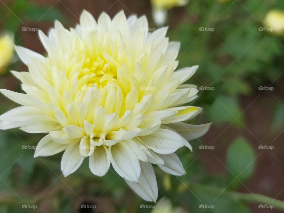 Chrysanthemum has it's importance in many ways and also elegant to watch it.