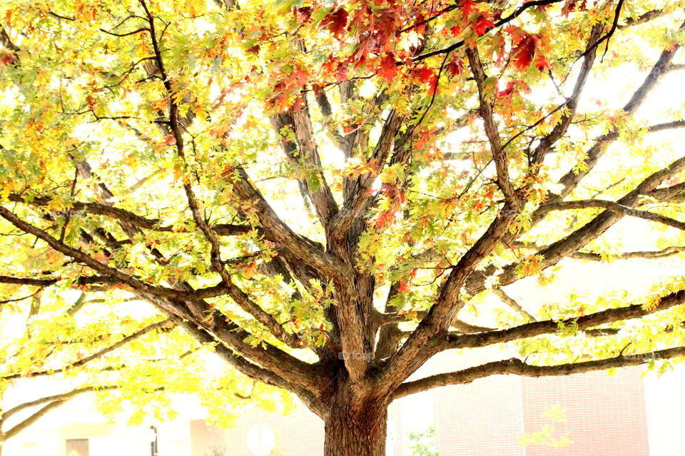 Tree, Leaf, Fall, Branch, Season
