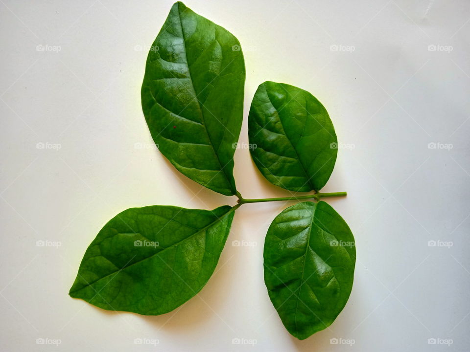 White jasmine leaves are single leaf types. The petiole is short, which is about 5 mm and is located opposite.