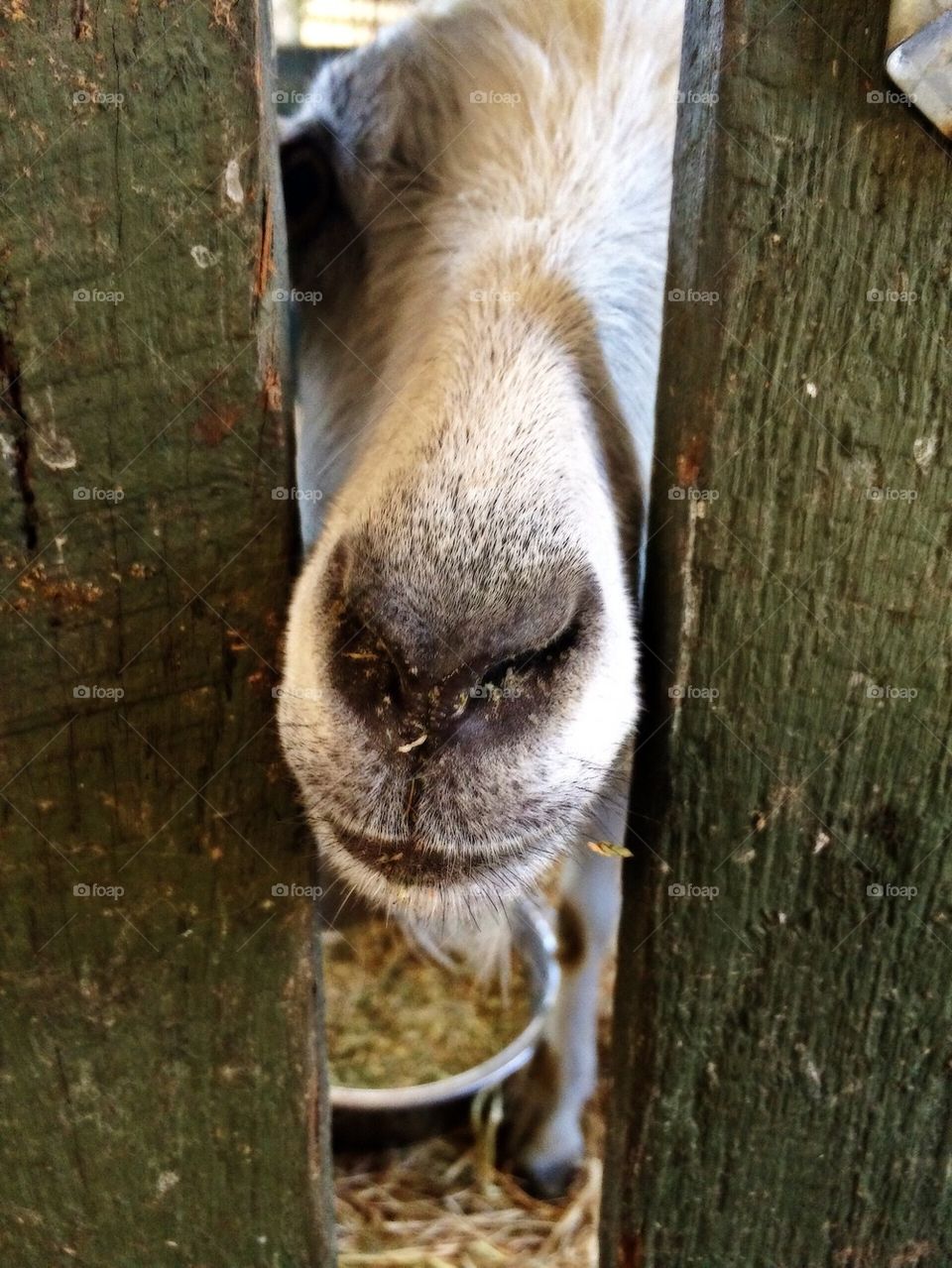 Goat looking through a fence