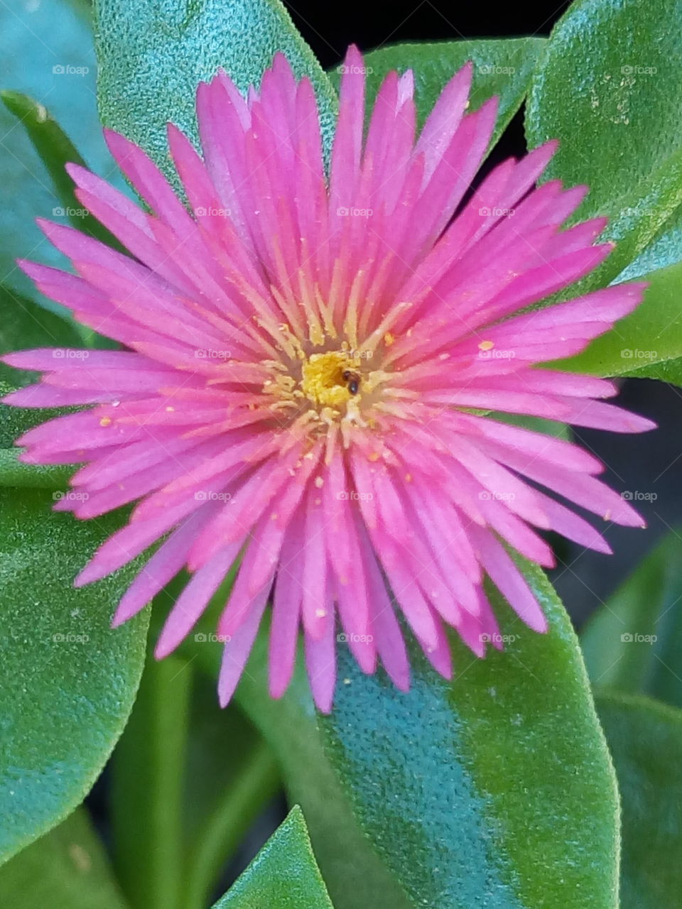 violet   colored  petal