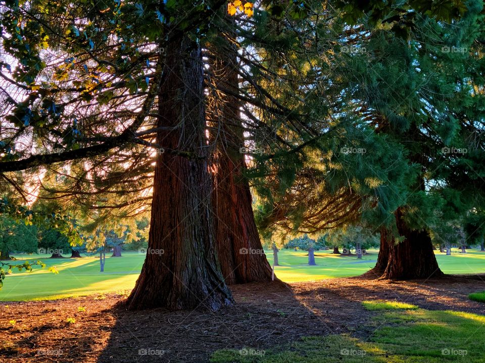 Redwood trees in the evening sun