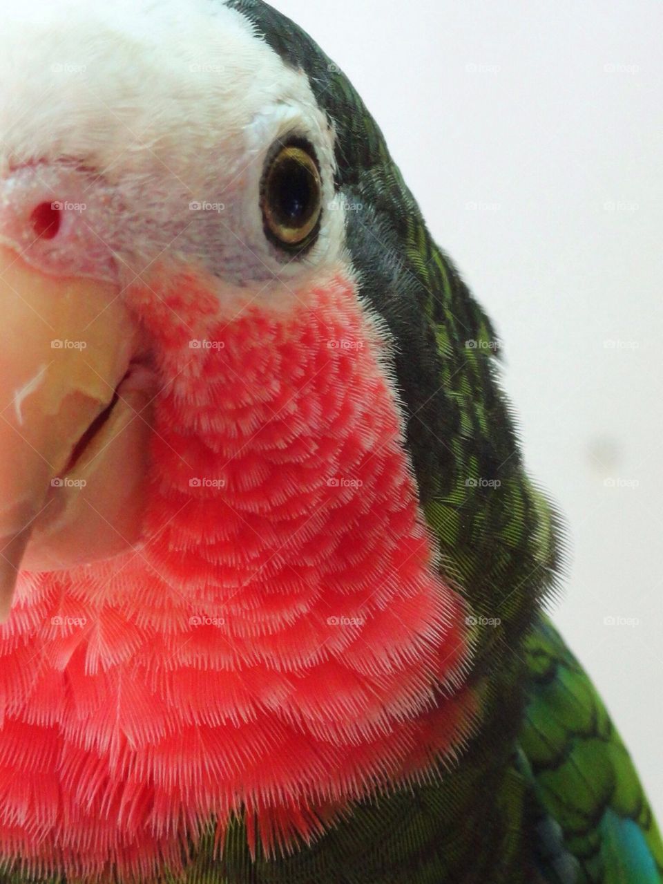 Parrot 7