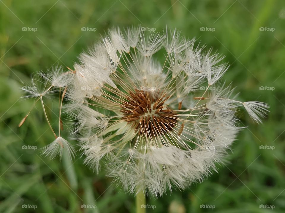 Dandelion