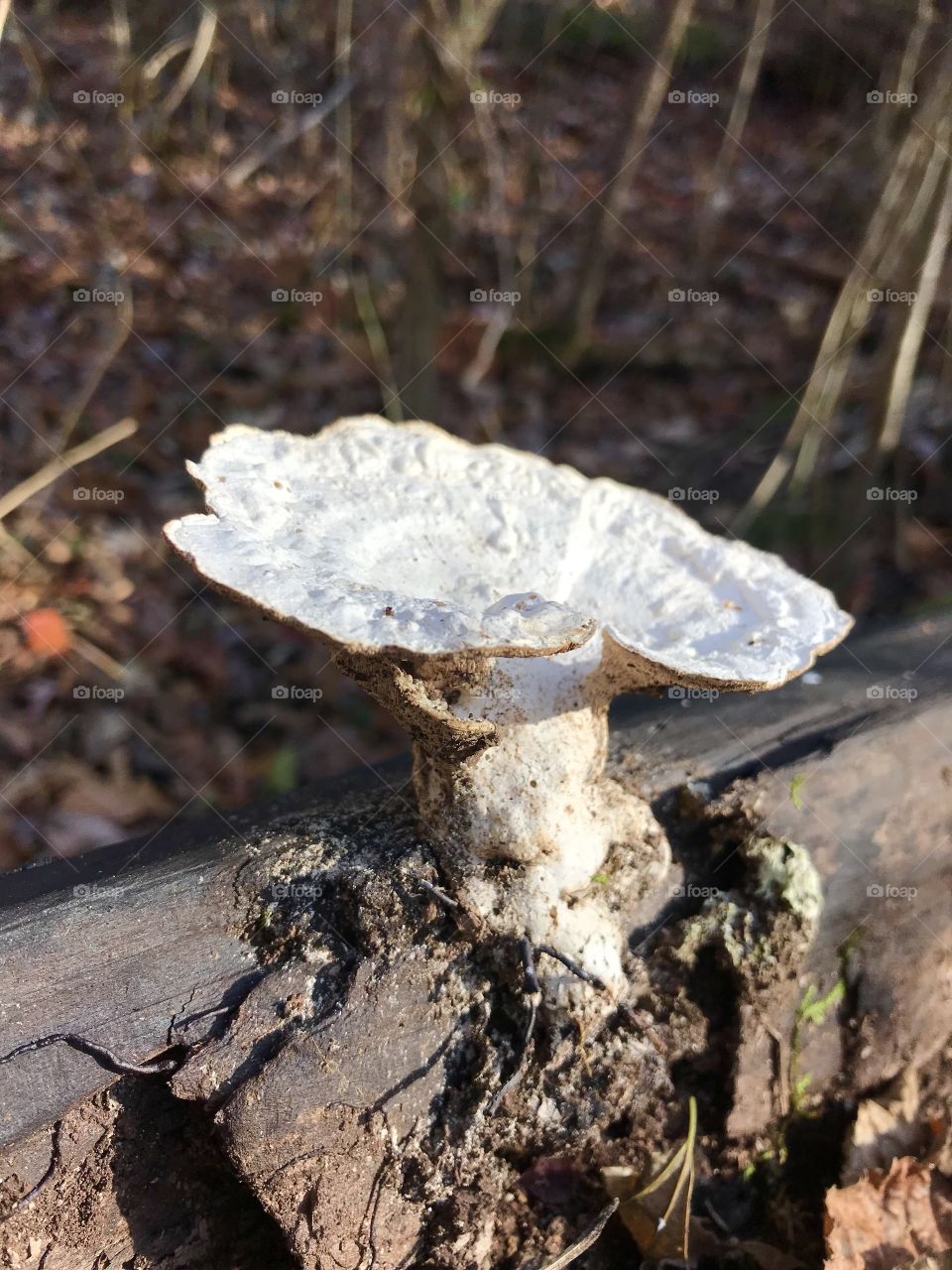 Mushroom on a Log Run