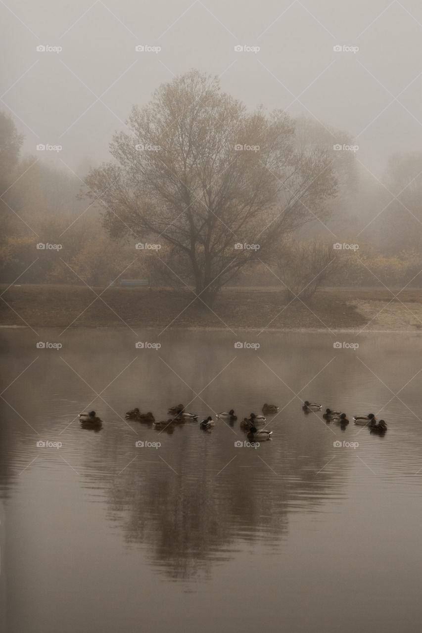 Autumn misty park at early morning 