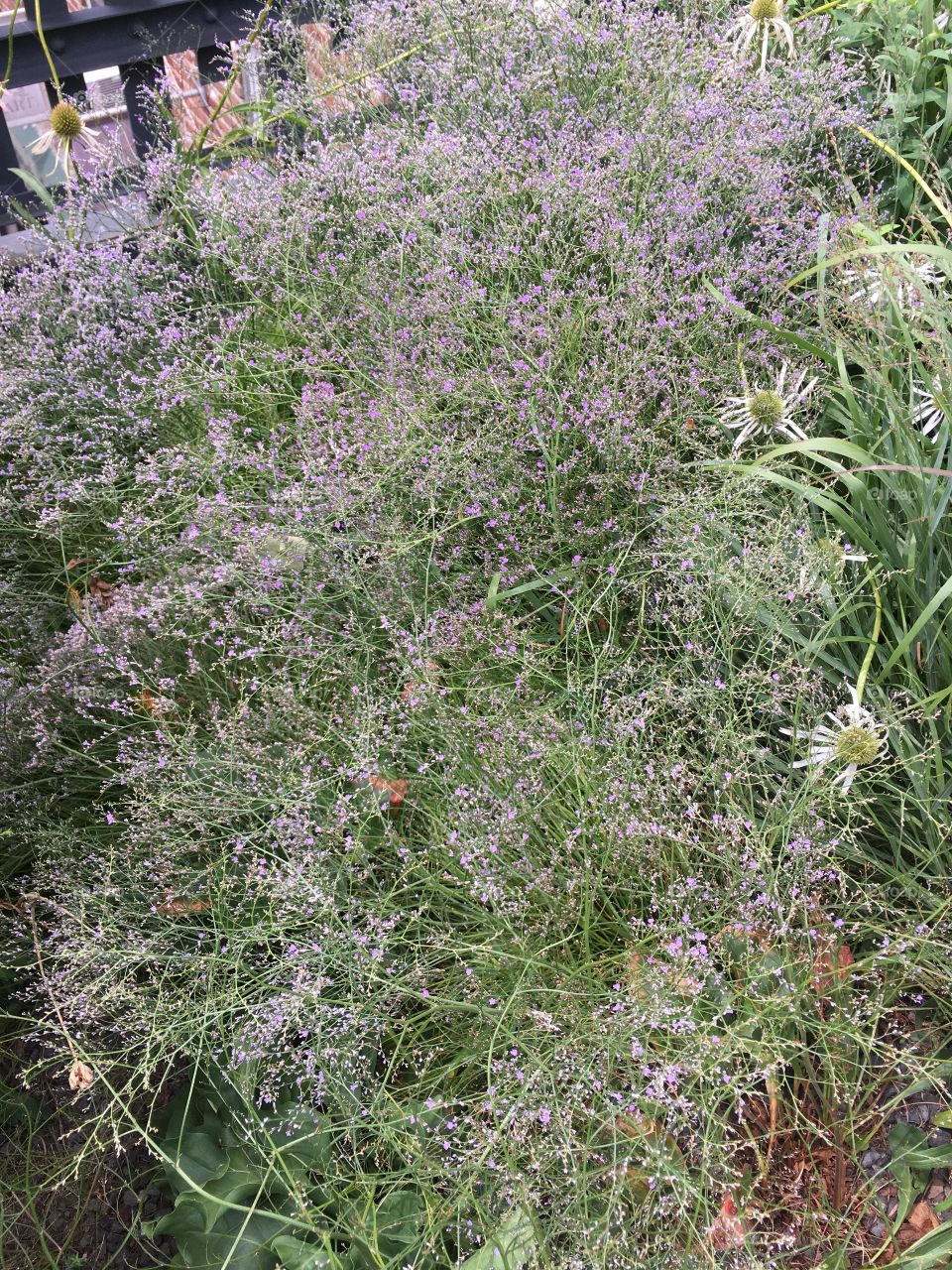 Flower, Flora, Nature, Lavender (Flower), Herbal