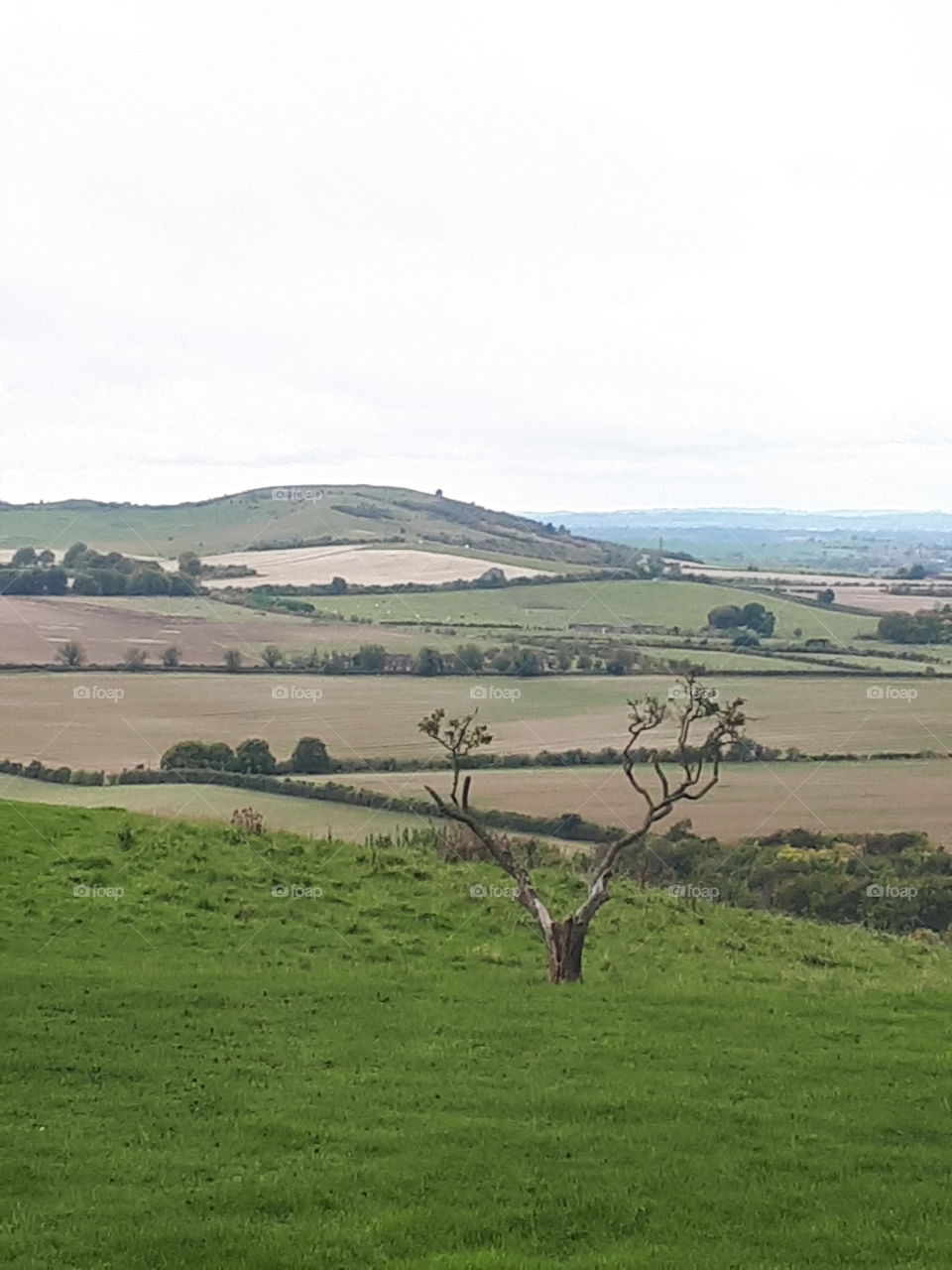 Landscape, Tree, Grass, No Person, Agriculture