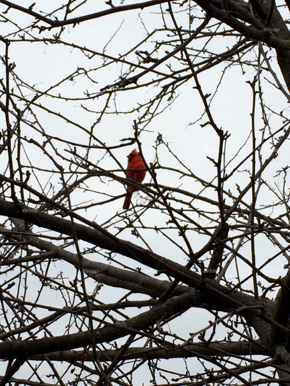 Cardinal in tree