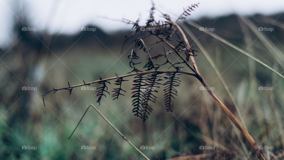Close-up of nature, autumnal and winter greenery. 