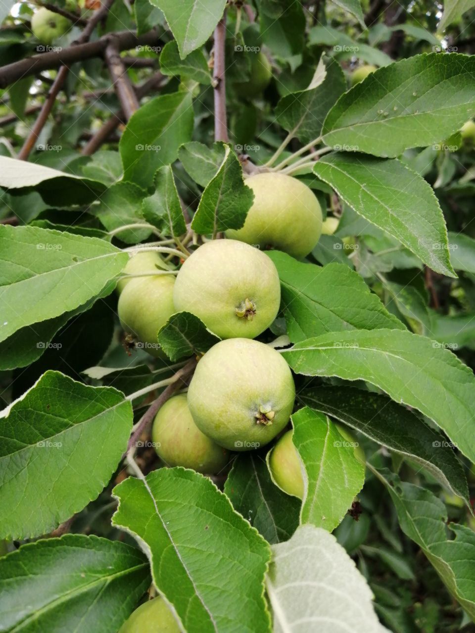 Green young unripe small apples on an apple tree with bright leaves on branches