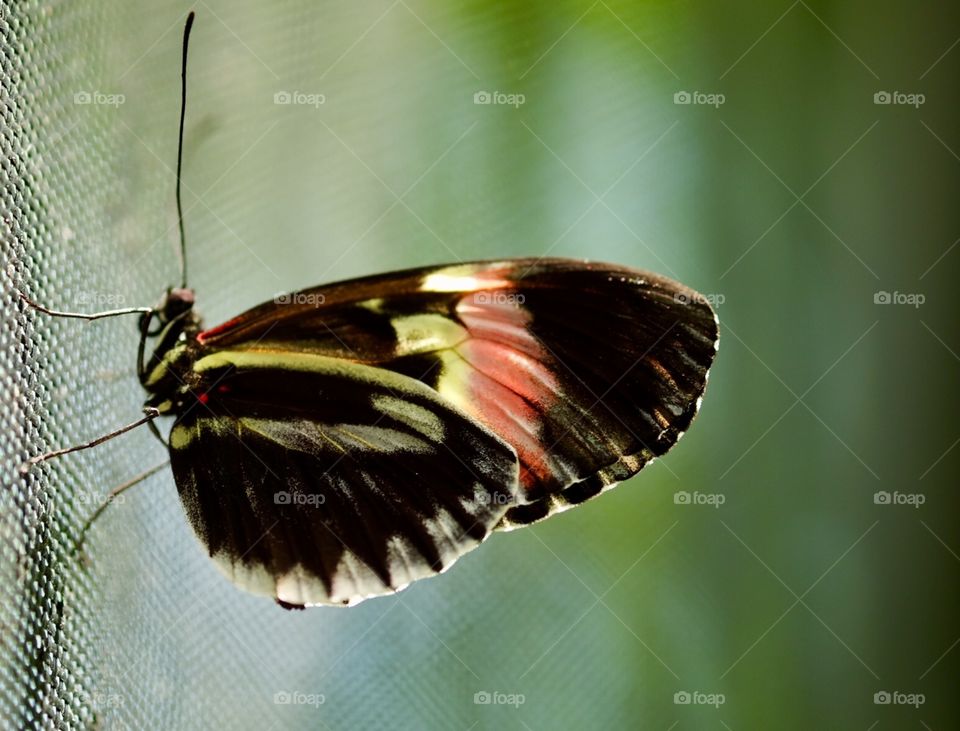 Butterfly Closeup, Colorful Butterfly, Nature Photography 