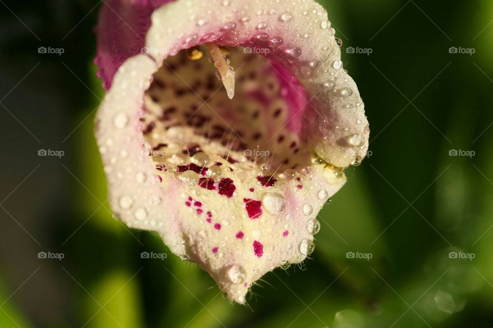 Macro of Foxglove with dew