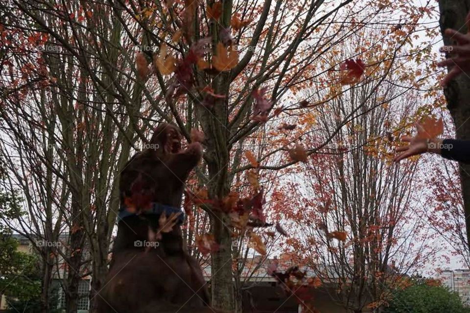 Autumn#leaves#colors#dog#jump