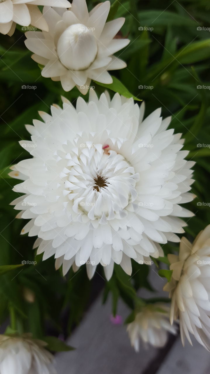 white multi layers flower