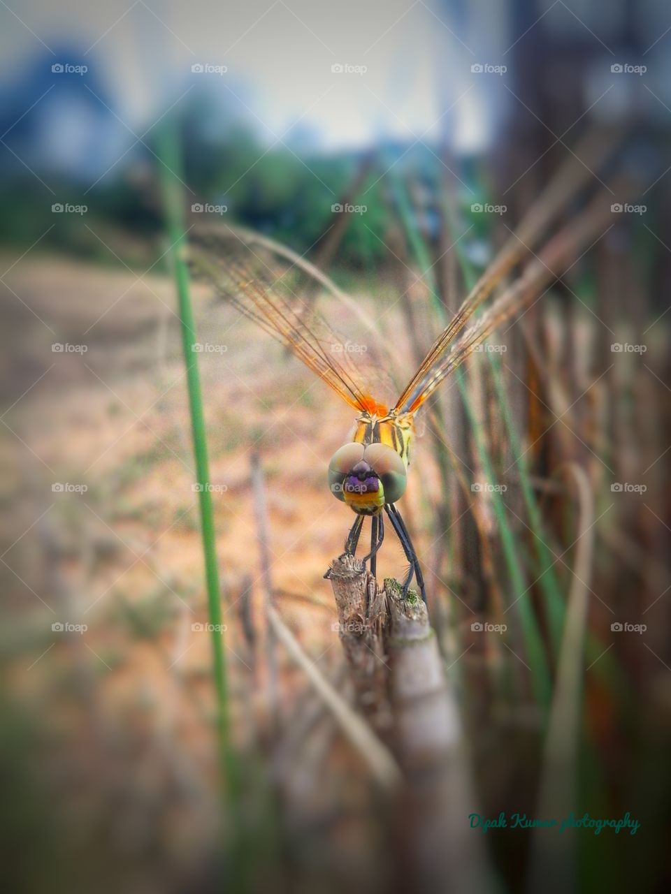 Dragon fly