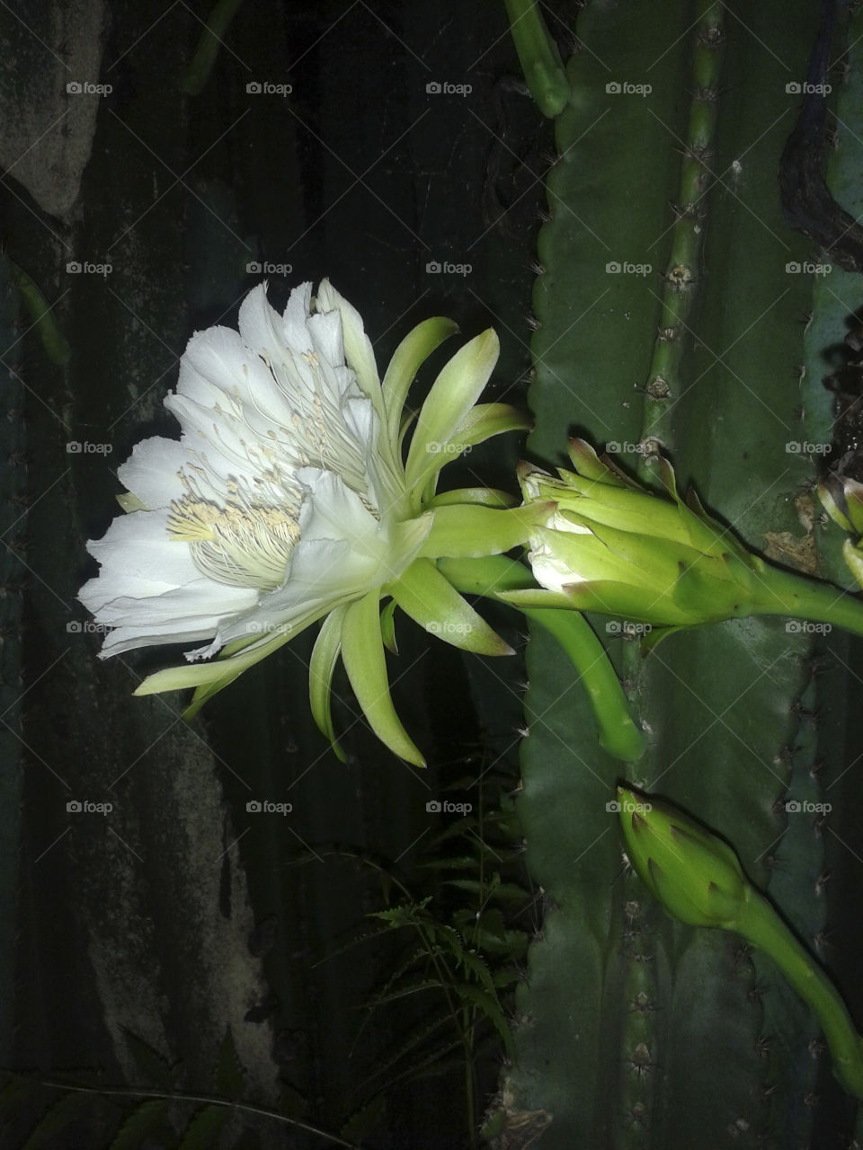 flor nocturna