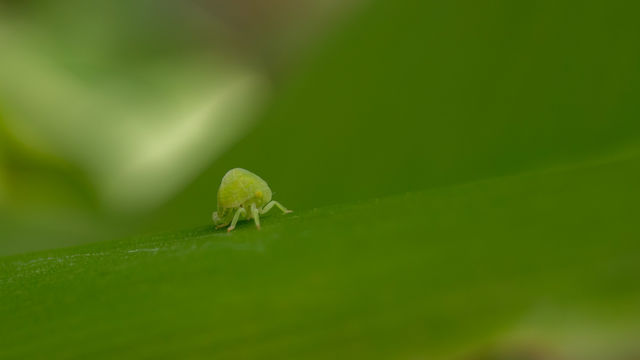 Little World