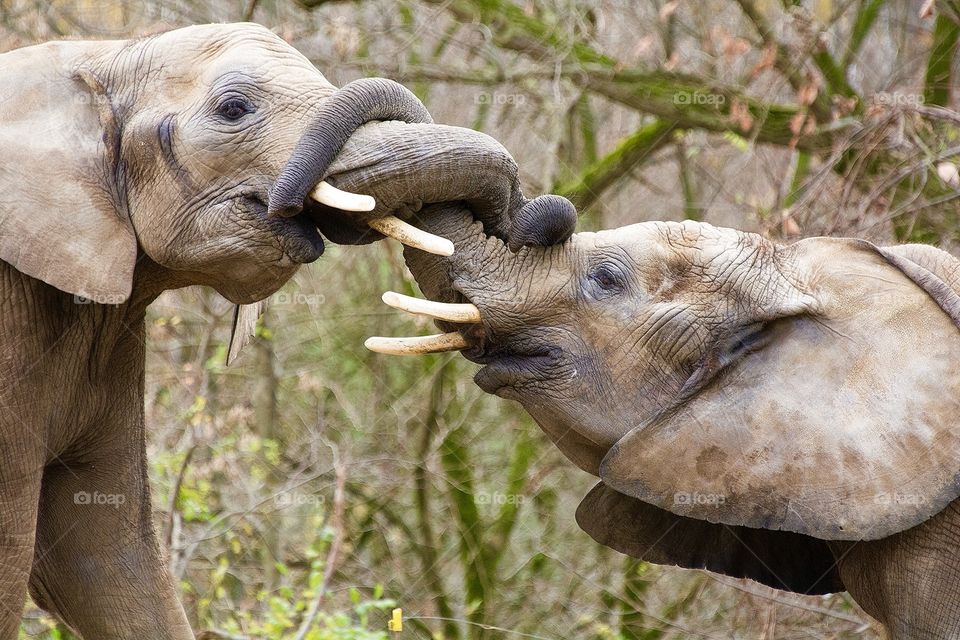 Young elephants with trunks interlocked
