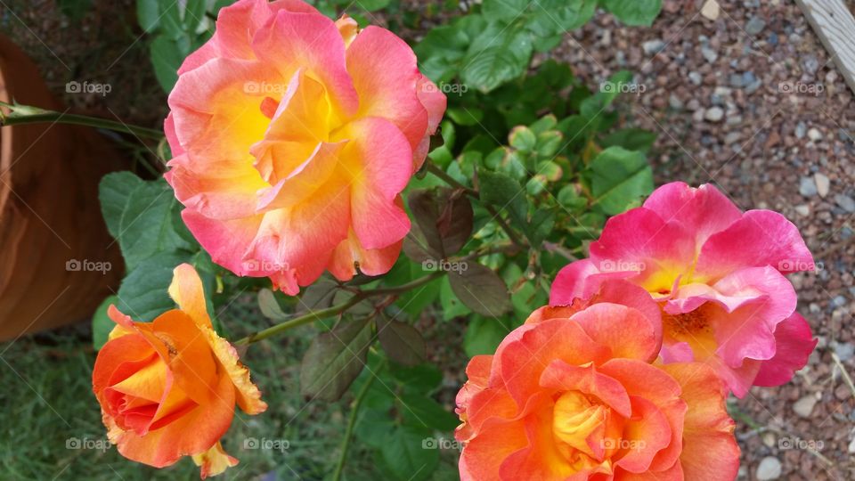 Mardi Gras Rise. small bush