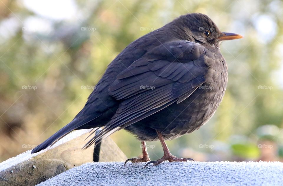 Female Blackbird on a cold morning