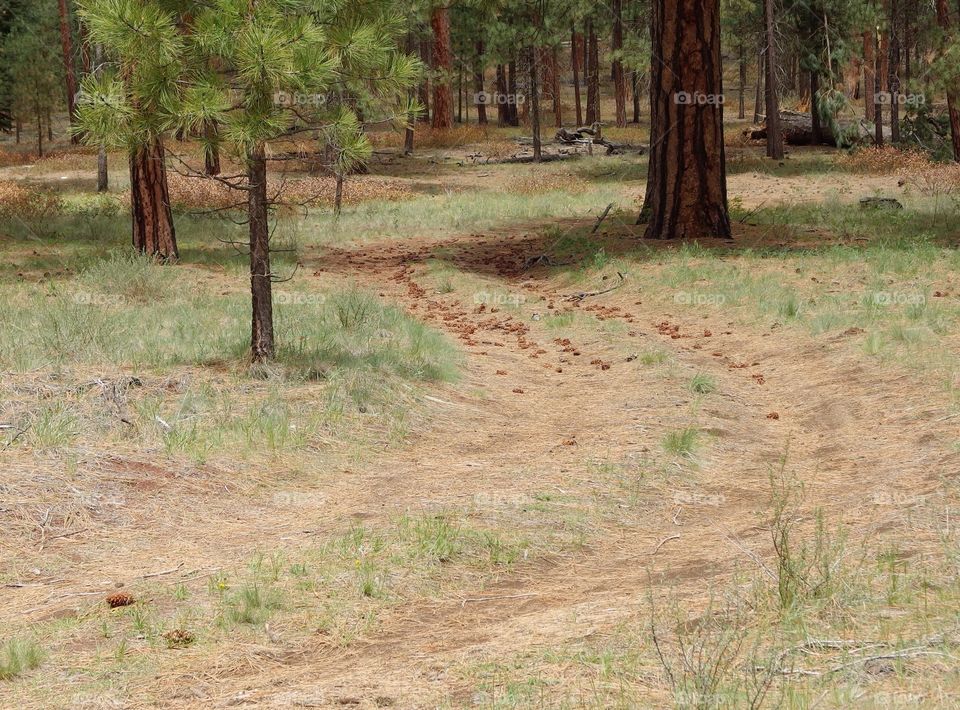 A Forest Service road scattered with pine cones through the Central Oregon woods of ponderosa and lodgepole pine trees. 